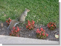 16 - Squirrel 3.jpg