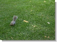 15 - Squirrel 2.jpg